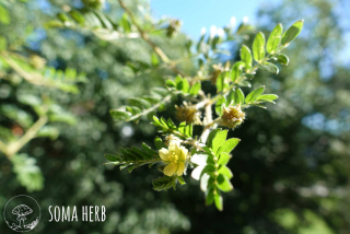 Kotvičník & Maral – sběratelská tinktura 1:1 (Tribulus terrestris + Leuzea carthamoides) 50 ml