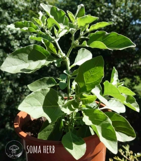 SOMA HERB Ashwagandha prášek - 100 g