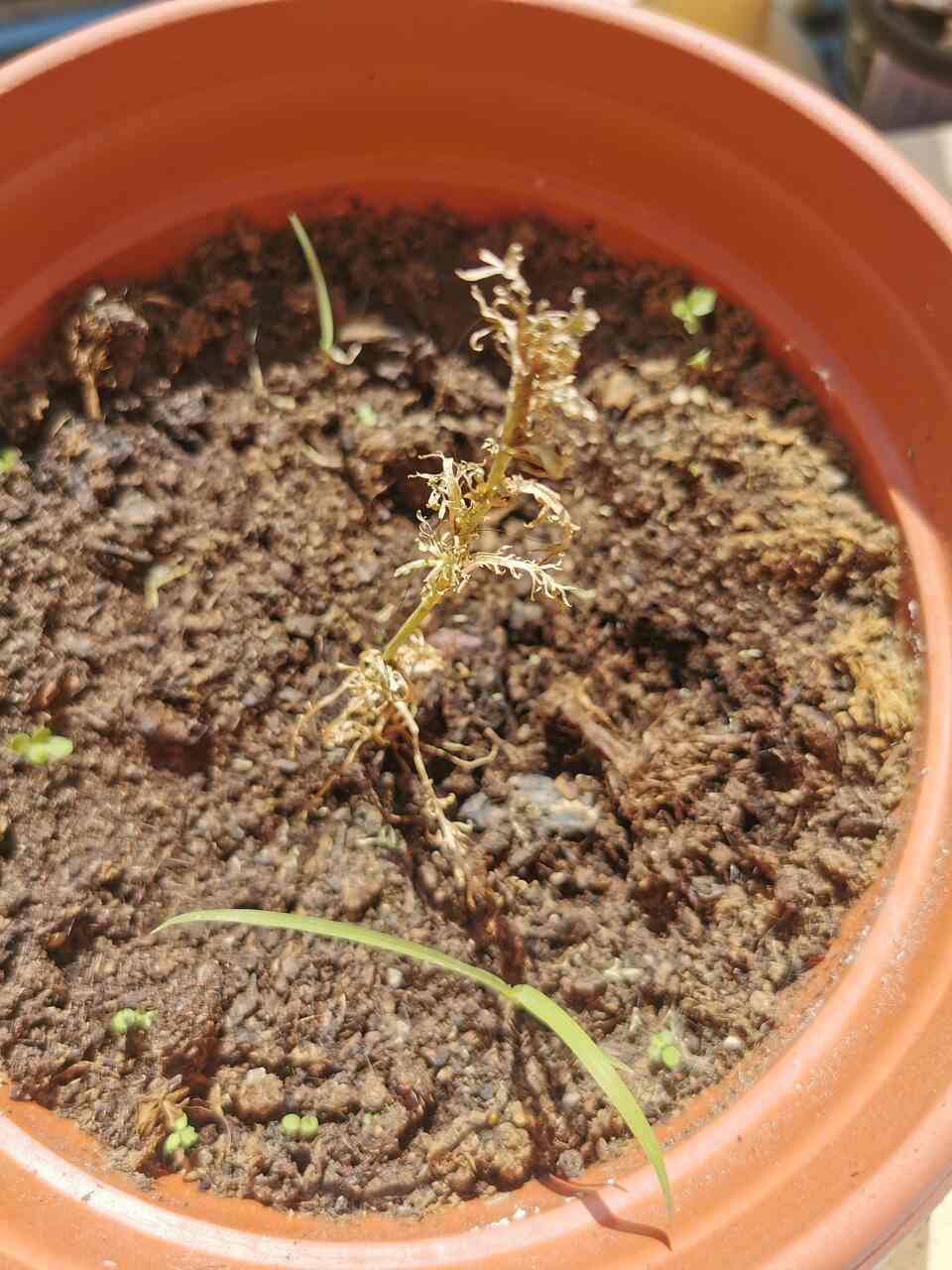 maca pěstování, pěstování macy